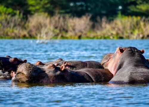 Lake Naivasha