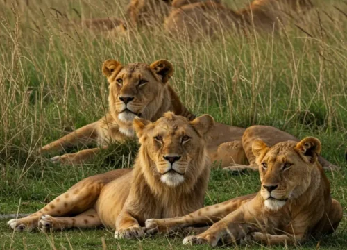 Maasai Mara Expedition Safari in Kenya – 6 Days / 5 Nights
