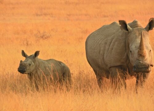 Tsavo West National Park