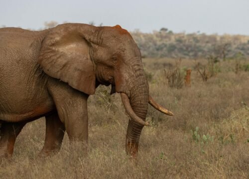 Tsavo West National Park