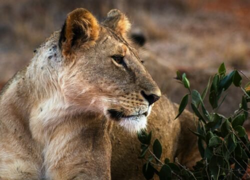 Kenya