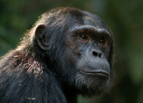 Kibale National Park