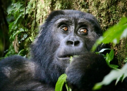 Bwindi National Park