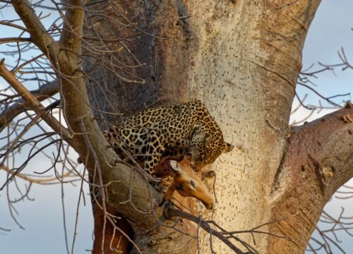 Ruaha National Park