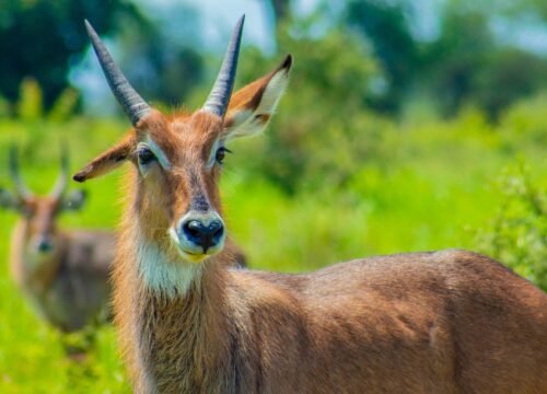 Kidepo Valley National Park