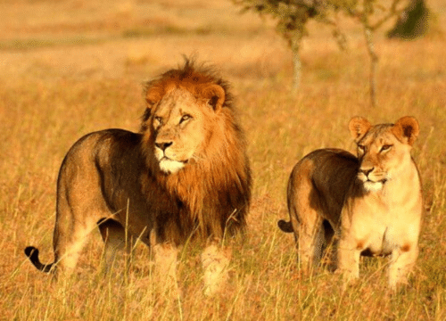 4 Days Maasai Mara Safari Experience