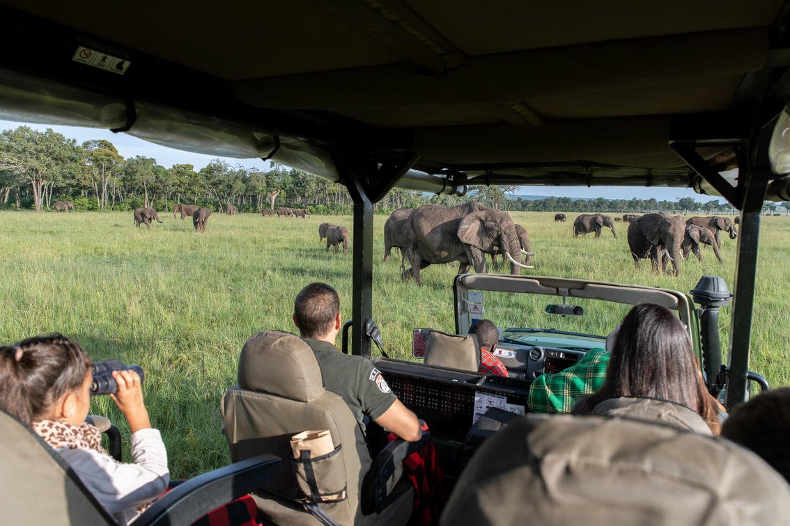 tourists close encounter with elephants