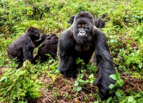 4 Days Rwanda & Uganda Gorilla Trekking Safari