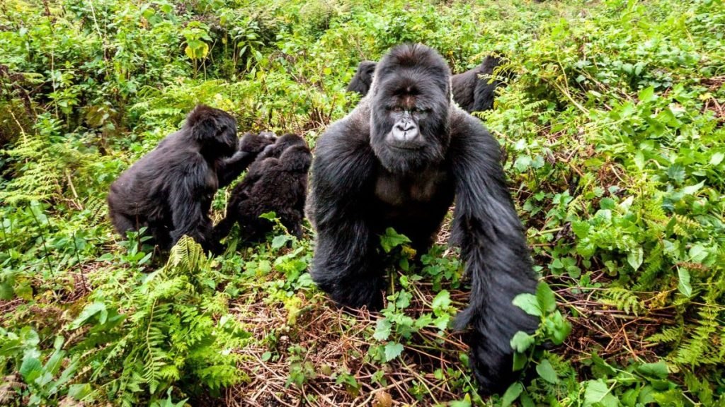 Rwanda-Gorilla-Trekking-Experience-1024×576