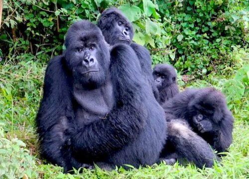 4 Days Rwanda Gorilla Experience