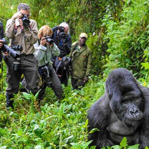 gorilla-trekking-success-rate