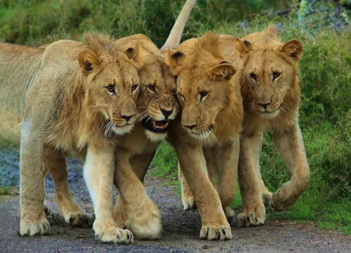 10 Days Rwanda Adventure Safari