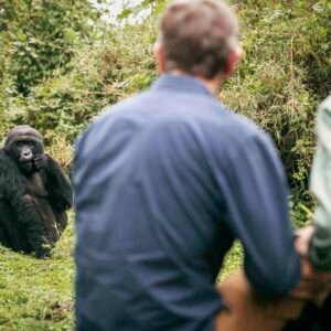wilderness-experiences-gorilla-trekking-rwanda-hero